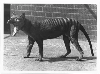 The now extinct Tasmanian Tiger, or Thylacine